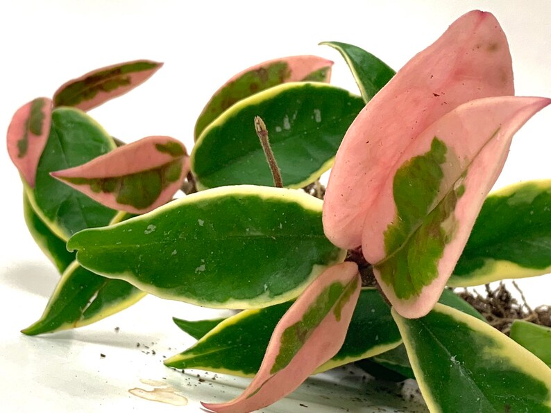 Hoya Carnosa Krimson Queen Tricolor Plant | Etsy