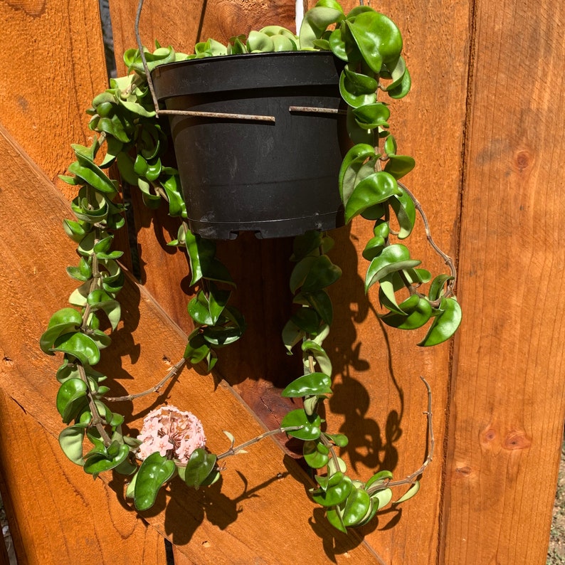 Hoya Hindu Rope in 24 Pot or 6 Hanging Pot Etsy