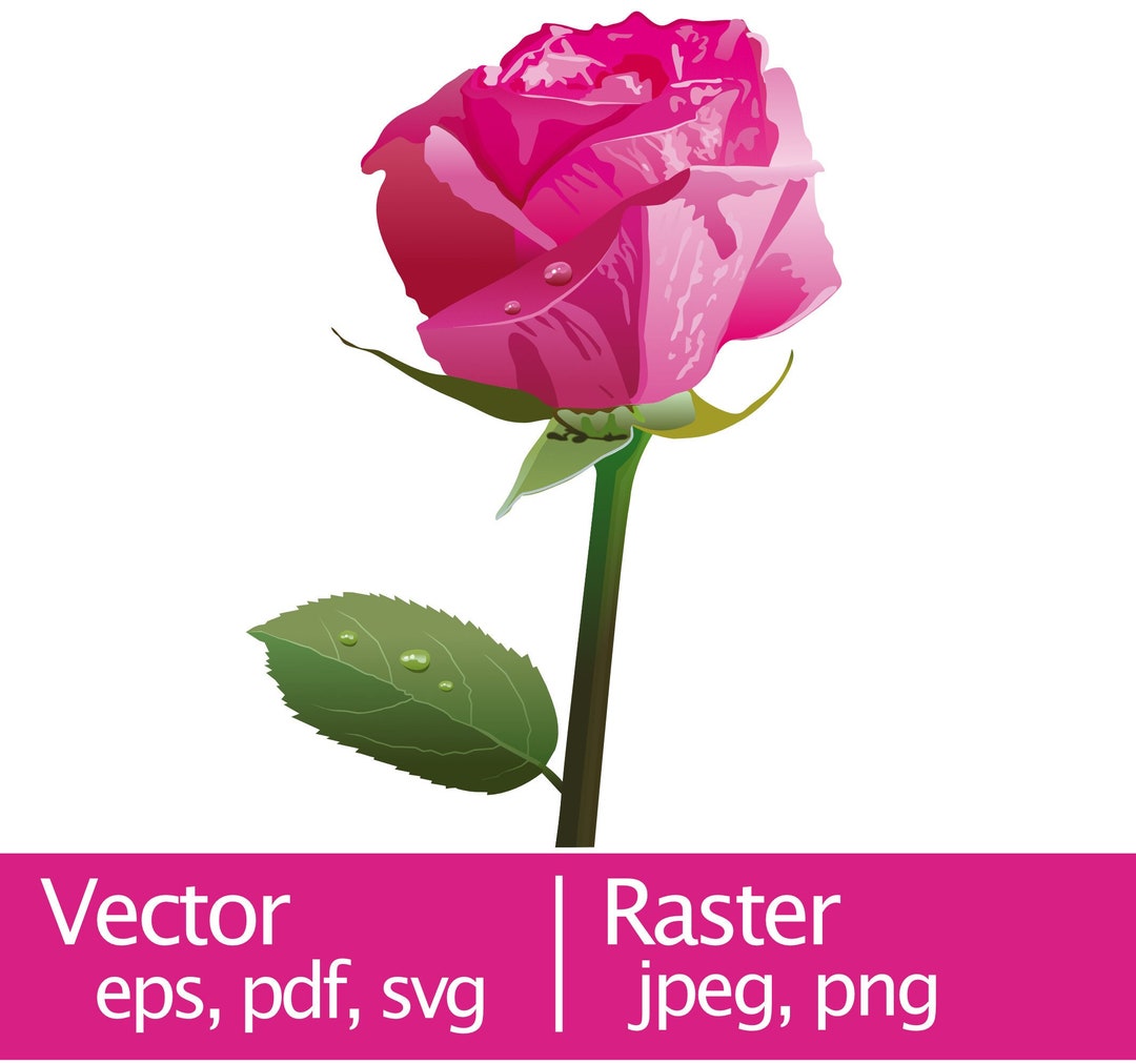 Pink Rose - Etsy