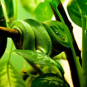 Könnte beinhalten: Eine grüne Schlange, die sich um einen Ast windet, teilweise versteckt hinter üppigem grünen Laub.
