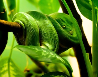 Green Tree Python