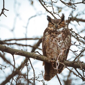 Great Horned Owl
