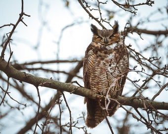 Great Horned Owl