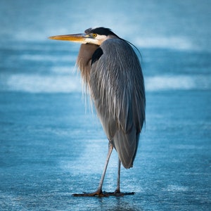 Great Blue Heron