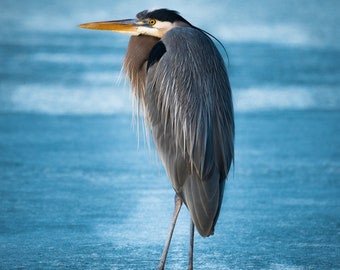 Great Blue Heron