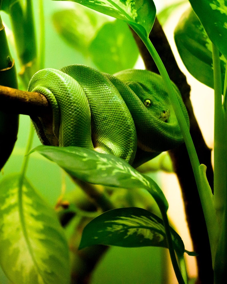 May include: A green snake coiled around a branch, partially hidden by lush green leaves.