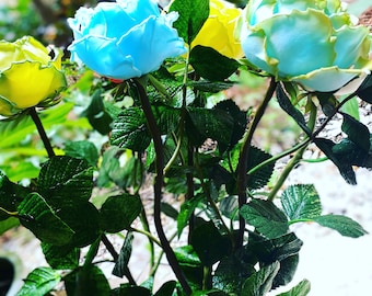 Blue and yellow roses. Size 60 cm. 25 roses (12 yellow and 13 blue)