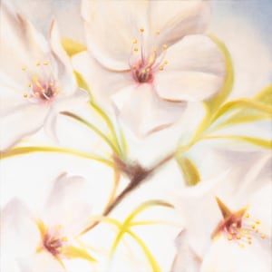 Cherry Blossoms 2 - 24&quot; x 24&quot; Oil on Canvas