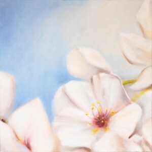 Cherry Blossoms 1 - 24&quot; x 24&quot; Oil on Canvas