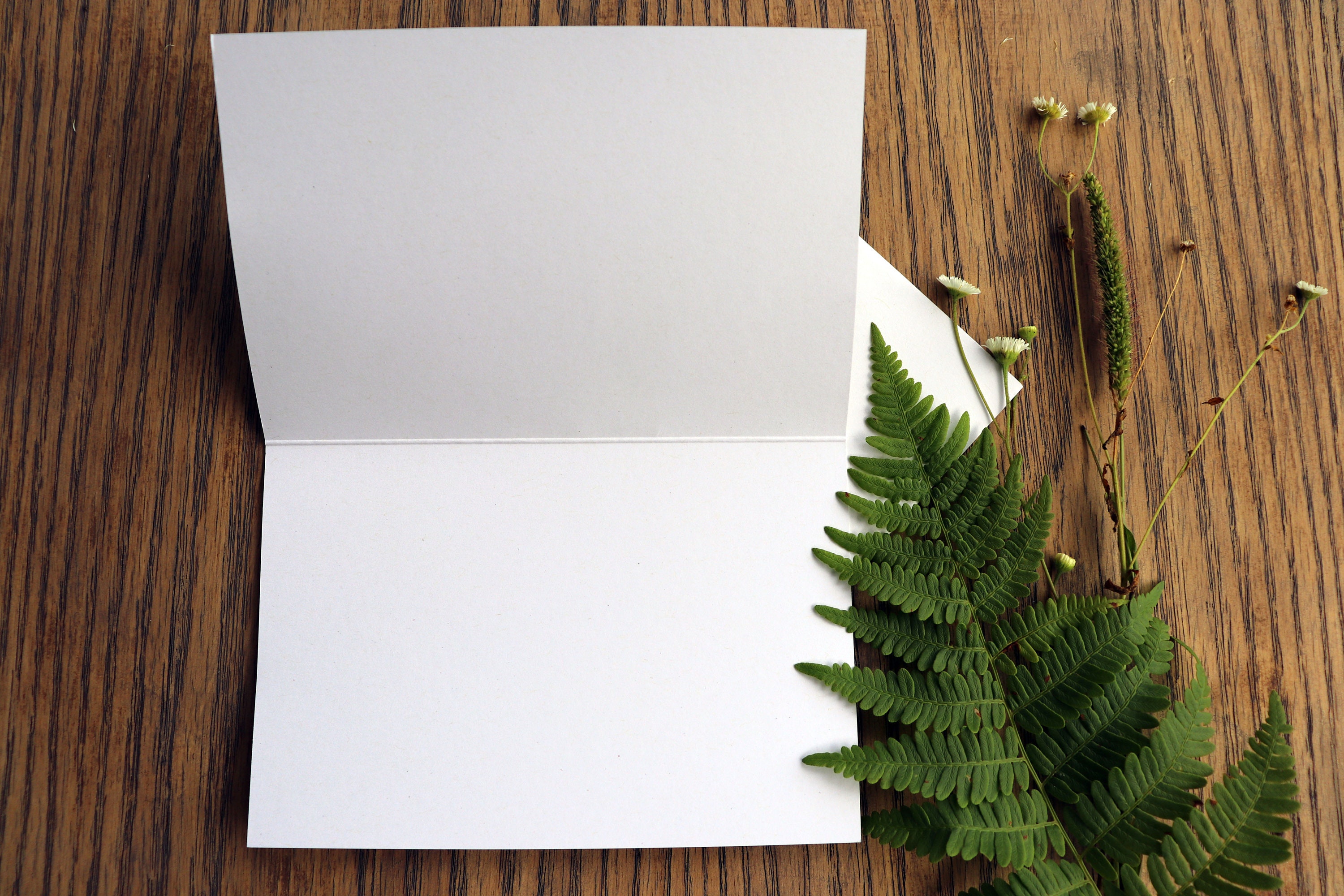 ☺︎ Lion-greeting Card-blank Card-nature Inspired-art From