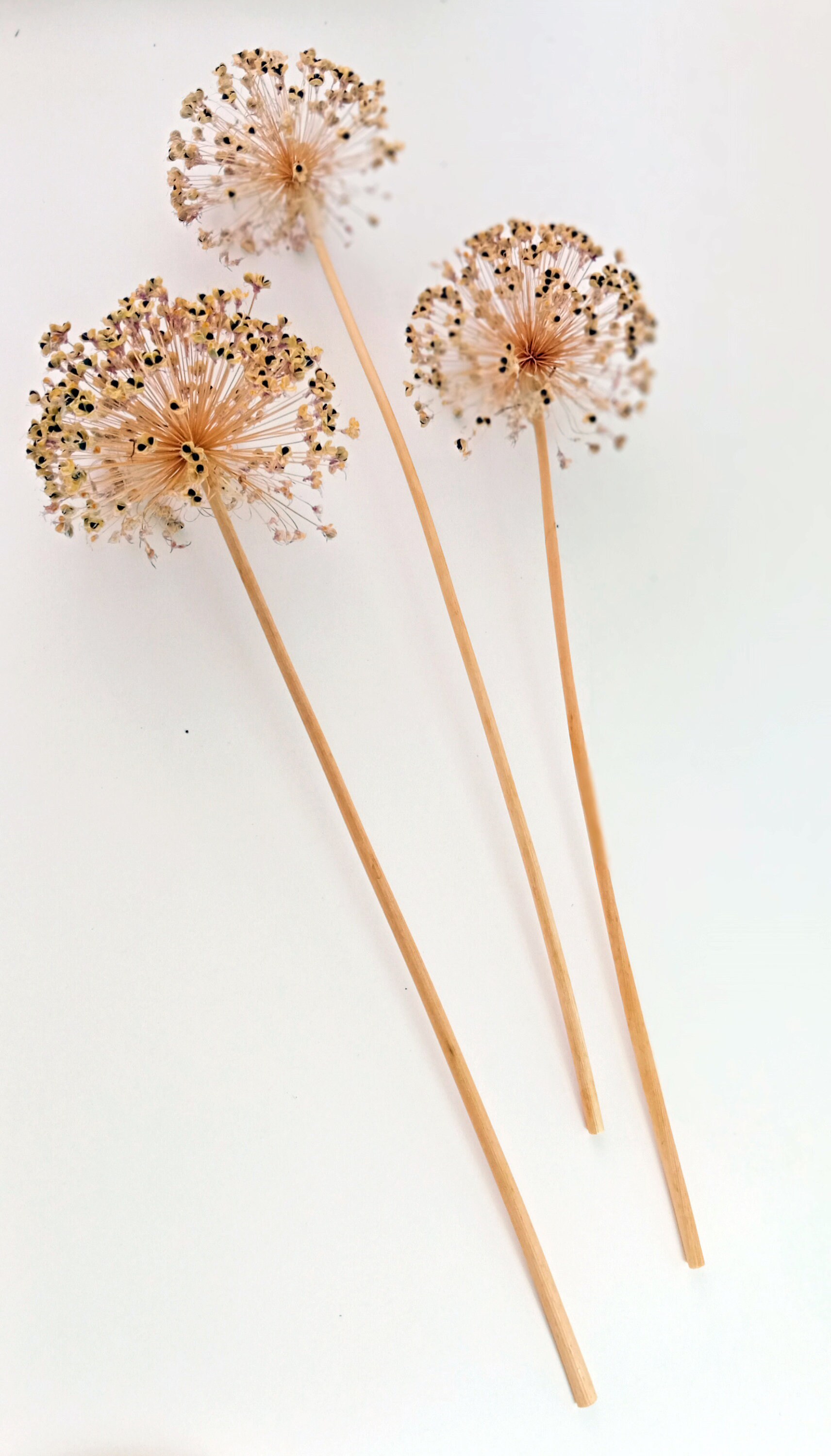 Three Dried Allium Seed Heads With Seeds Etsy UK
