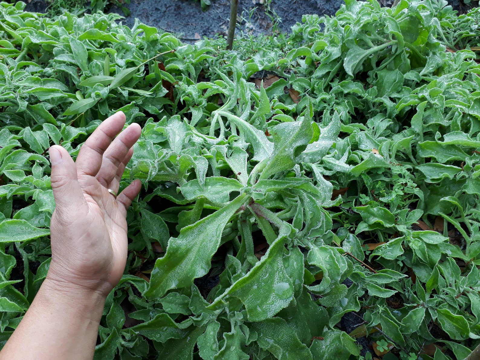 Ice Plant 冰菜 100 Seeds From 2021 Spring With High Sprout Etsy