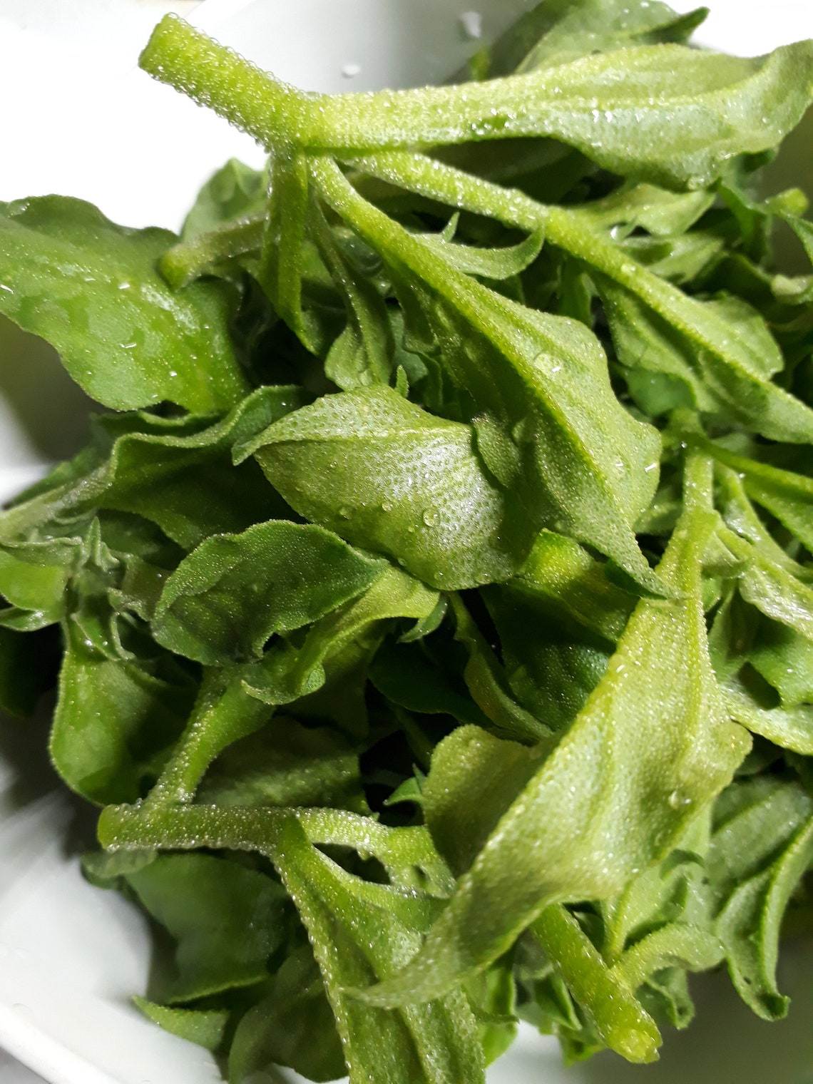 Ice Plant 冰菜 100 Seeds From 2021 Spring With High Sprout Etsy