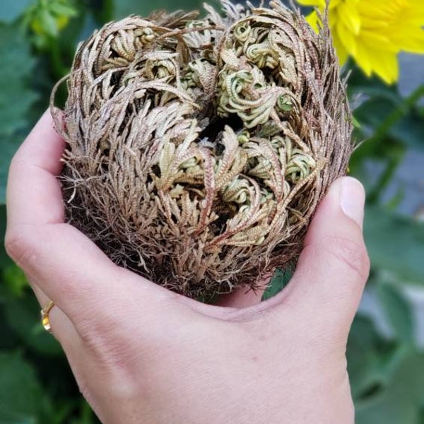 Rose of Jericho aka Resurrection Plant Flower Desert Wiccan Altar Natural Nature Roots Spirituality Energy Luck Protection