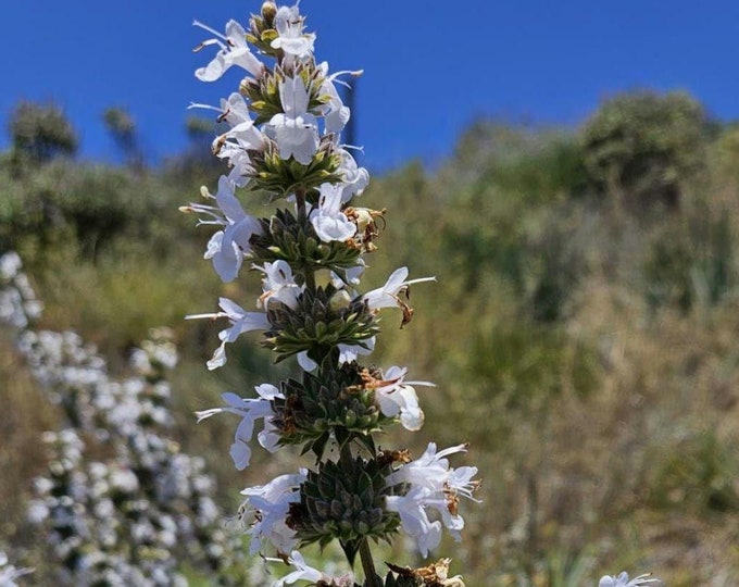 RARE Hybrid Black & White Sage Seeds|Starlight Sage|Salvia Starlight|California Native Wildflower|Native Plants|Southwestern Wildflowers|
