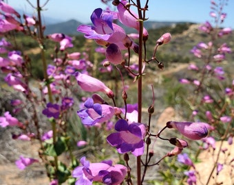 Showy Penstemon Seeds|Penstemon spectabilis|California Native Plant|Native  Wildflowers|Native Seeds|Southwestern Wildflowers|Gardening|Gift