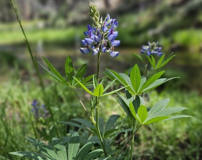Meadow Lupine Seeds|Lupinus polyphyllus|California Native Wildflowers|California Native Plants|Native Seeds|Southwestern Flowers|Gardening