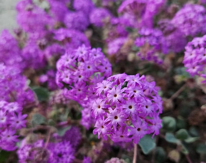Desert Sand Verbena Seeds|Abronia villosa|California Native Wildflowers|Native Plants|Native Wildflower Seeds|Desert Plants|Gardening|Gift