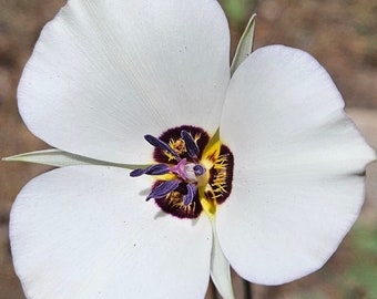 Pinyon Mariposa Seeds|Calochortus bruneaunis|California Native Wildflower|Rare Seeds|Southwestern Wildflowers|Native Plants|Lily|Organic