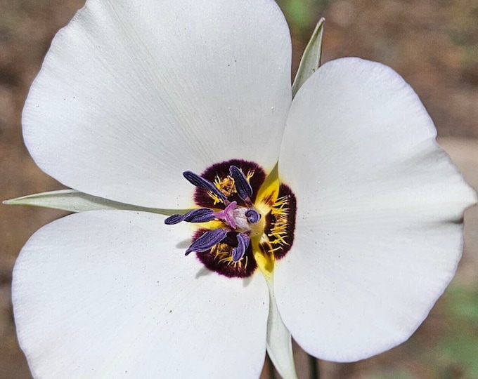 Pinyon Mariposa Lily Seeds|Calochortus bruneaunis|California Native Wildflower|Rare Seeds|Southwestern Wildflowers|Native Plants|Organic