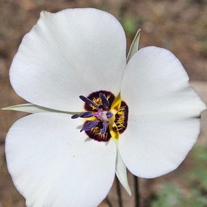 Pinyon Mariposa Lily Seeds|Calochortus bruneaunis|California Native Wildflower|Rare Seeds|Southwestern Wildflowers|Native Plants|Organic