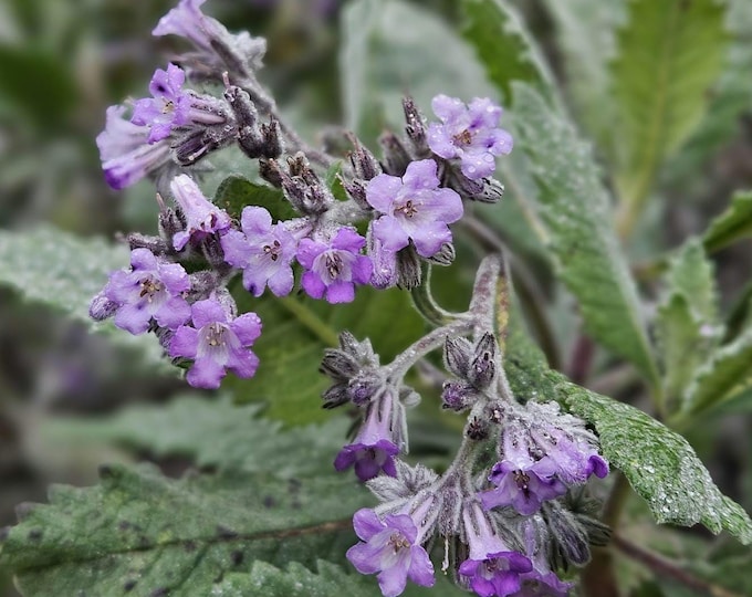 Thickleaf Yerba Santa Seeds|Eriodictyon crassifolium|California Native Plants|California Native Wildflowers|Southwestern Plants|Native Seeds