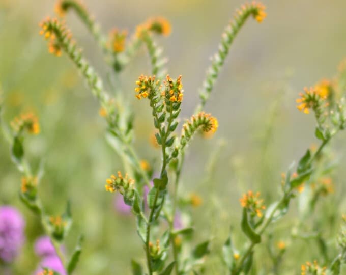 Common Fiddleneck Seeds|Amsinckia intermedia|California Native Wildflower|Native Plants|Native Seeds|Southwestern|Desert Wildflowers|Organic