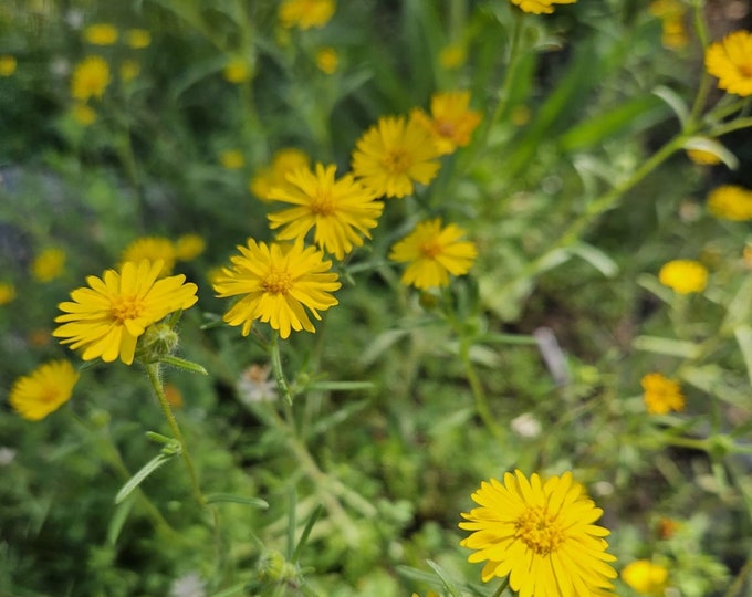 Spring Madia Seeds|Madia elegans|California Native Wildflower|Southwestern Wildflowers|Organic|Gardening|Native Plants|Seeds|Tarweed