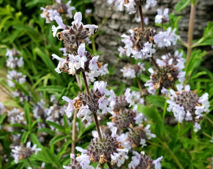 Black Sage Seeds|Salvia mellifera|California Native Wildflower|Native Plants|Southwestern Wildflowers|Native Seeds|Garden|Organic Seeds|Gift