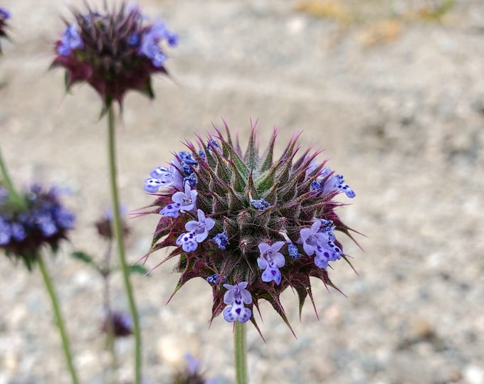Chia Seeds|Salvia columbariae|California Native Plants|Native Wildflowers|Southwestern|Desert Wildflowers|Gifts for Gardeners|Organic|Edible