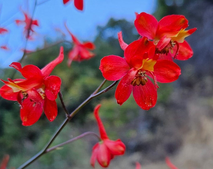 Scarlet Delphinium Seeds|California Native|Wildflowers|Native Seeds|Rare Seeds|Southwestern Wildflowers|Organic Seeds|Red|Gardening|Organic
