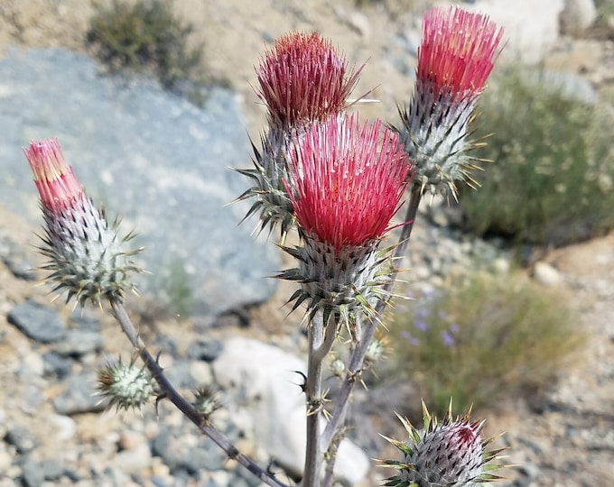 Venus Thistle Seeds|Cirsium occidentale var. venustum|California Native Wildflowers|Cobweb|Desert Wildflower|Native Plant|Native seeds|Pink