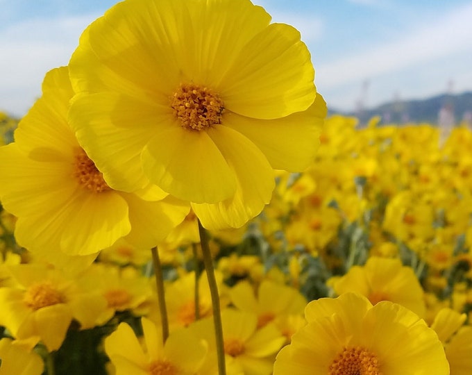 Leafy Stemmed Coreopsis Seeds|Leptosyne calliopsidea|California Native Wildflowers| Southwestern|Desert Wildflower|Native Plants|Daisy|Rare