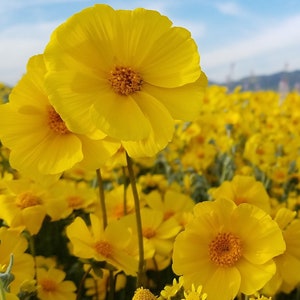 Leafy Stemmed Coreopsis Seeds|Leptosyne calliopsidea|California Native Wildflowers| Southwestern|Desert Wildflower|Native Plants|Daisy|Rare