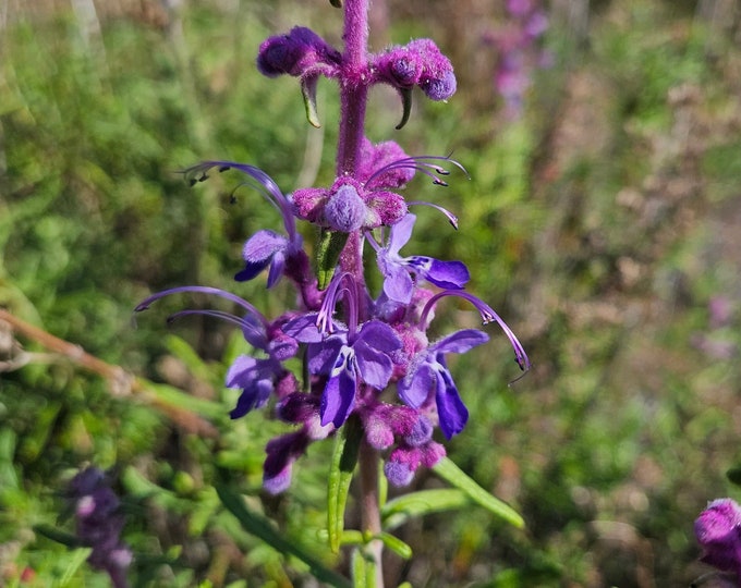 Woolly Bluecurls Seeds|Trichostema lanatum|California Native Wildflowers|Southwestern Wildflowers|Gardening|Native Plants|Native Seeds|Gifts