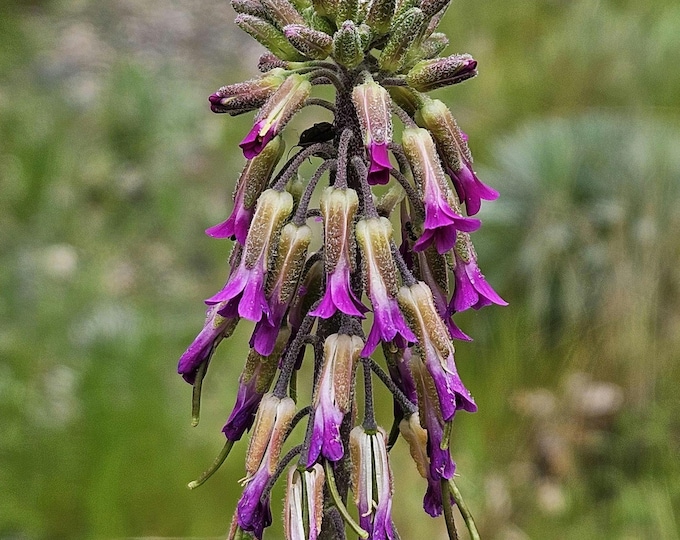 Elegant Rock Cress Seeds|Boechera californica|California Native Plants|Native Wildflowers|Southwestern Wildflowers|Plant Lover|Organic seeds