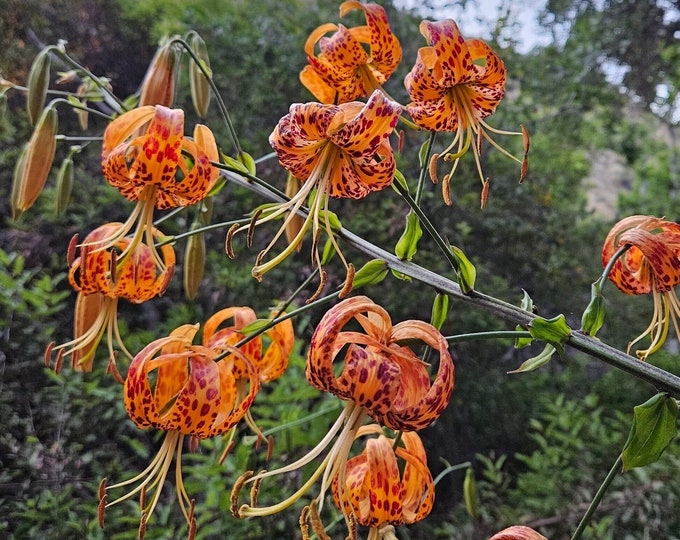 Humboldt's Lily Seeds|Lilium humboldtii subsp. ocellatum|California Native|Native Wildflower|Native Plants|Seeds|Lily|Rare|Gardening|Organic