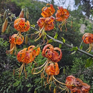 Humboldt's Lily Seeds|Lilium humboldtii subsp. ocellatum|California Native|Native Wildflower|Native Plants|Seeds|Lily|Rare|Gardening|Organic