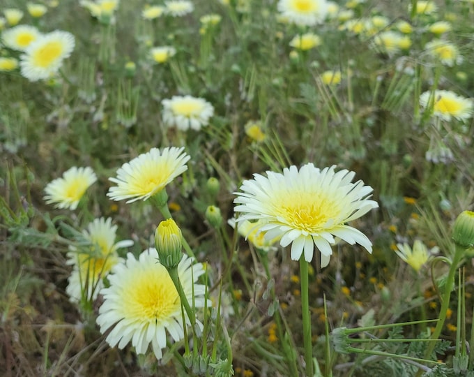 Desert Dandelion Seeds | Malacothrix glabrata | Desert Wildflower | California Native Plants | Native seeds | Native Wildflowers | Southwest