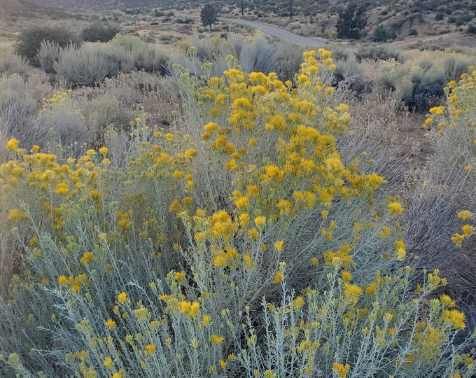 Rubber Rabbitbrush Seeds|Ericameria nauseosa|California Native Wildflowers|Native Plants|Southwestern Wildflowers|Gardening|Organic Seeds