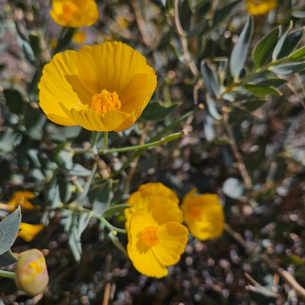 Bush Poppy Seeds|Dendromecon rigida|California Native Wildflower|Native Plants|Native Seeds|Southwestern Wildflowers|Gardening|Rare|Organic