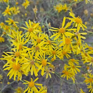 Threadleaf Ragwort Seeds|Senecio flaccidu|Groundsel|California Native Wildflower|Southwestern Wildflowers|Daisy|Organic|Gardening|Rare seeds