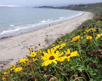 May include: Yellow wildflowers in bloom along a sandy beach with a view of the ocean in the background.