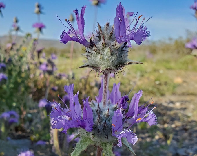 Thistle Sage Seeds|Salvia carduacea|California Native Plants|Native Wildflowers| Sage|Thistle|Desert|Southwestern Wildflowers|Native Seeds