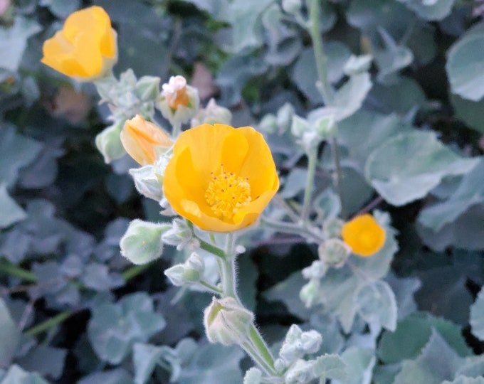 Palmer's Indian Mallow Seeds|Abutilon palmeri|California Native Seeds|Native Wildflowers|Mallow|Desert Wildflower|Southwestern Wildflowers