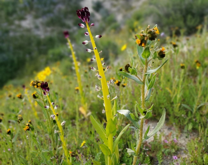 Desert Candle Seeds|Caulanthus inflatus| California Native Wildflowers|California Native Plants|Southwestern|Desert Wildflower|Native Seeds