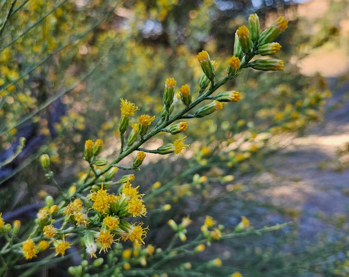 Scale Broom Seeds|Lepidospartum squamatum|California Broomsage|California Native Plant|Native Wildflower|Gardening|Organic|Southwestern|Rare