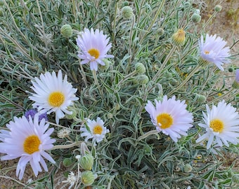 Mojave Aster Seeds|Xylorhiza tortifolia|California native seeds|Native Plants|Aster| Daisy|Desert Wildflower|Native Seeds|Southwestern|Rare