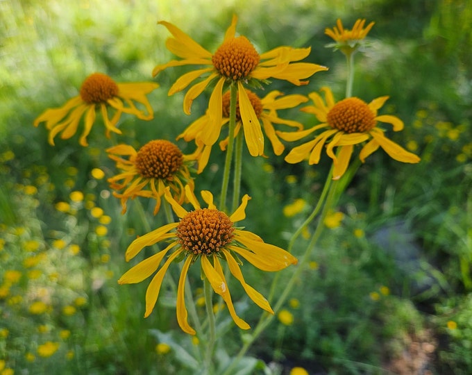 Hoope's Sneezeweed Seeds|Hymenoxys hoopesii|California Native Wildflowers|Daisy|Aster|Southwestern Wildflowers|Native Plants|Organic|Rare