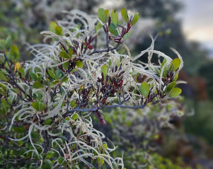 Mountain Mahogany Seeds|Cercocarpus betuloides|California Native Plant|Native Seeds|Organic|Rare|Southwestern Plants|Tree Seeds|Gardening